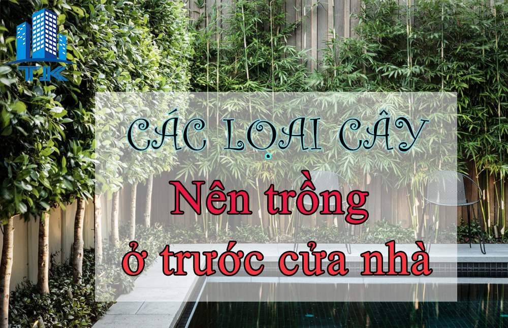 Trồng cây cảnh trước cửa vườn nhà nhất định không bỏ qua những loại sau
