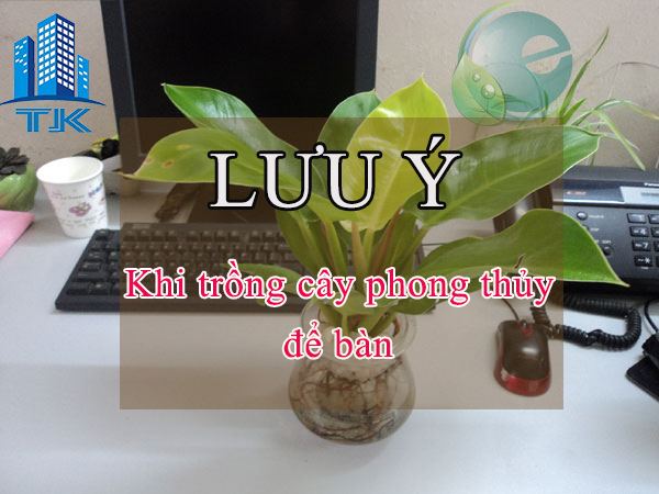 Cây phong thủy để bàn làm việc và những lưu ý cần biết