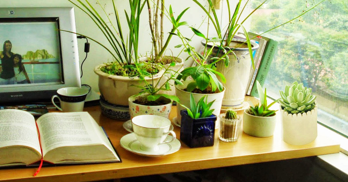 Đặt nơi đủ ảnh sáng cho cây
