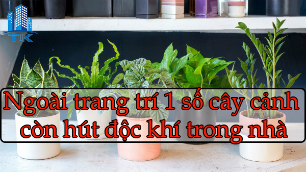 Những  cây cảnh là cứu tinh trong việc hút độc tố trong căn nhà bạn